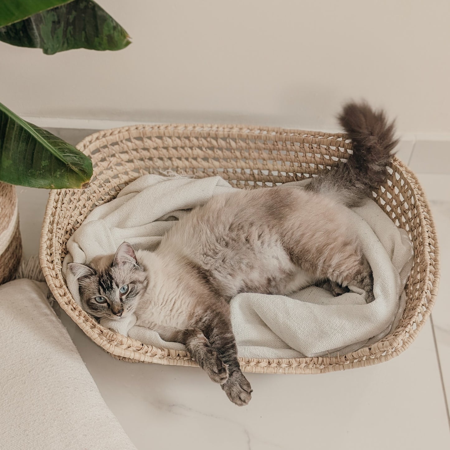 Panier pour animaux