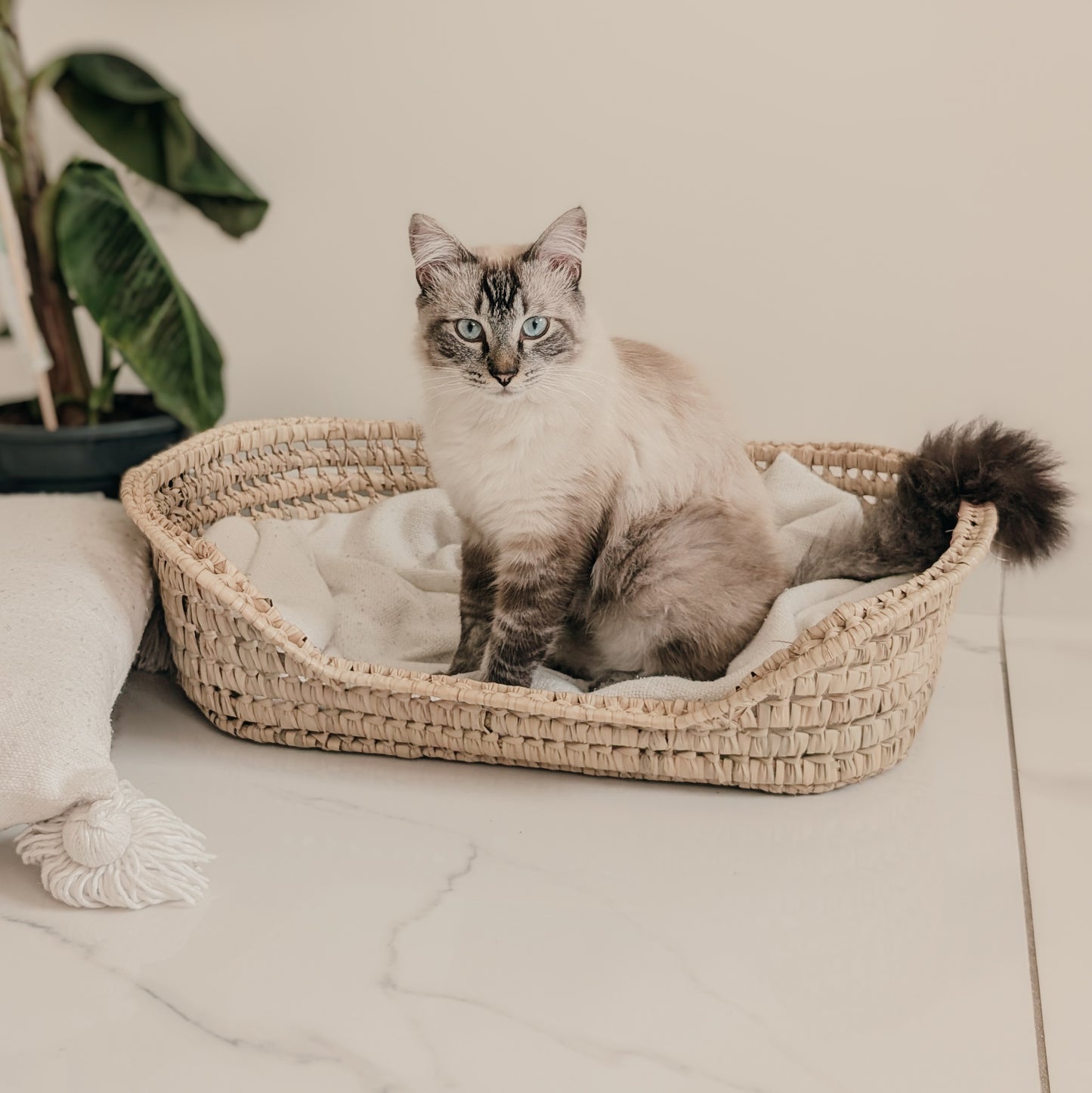 Panier pour animaux